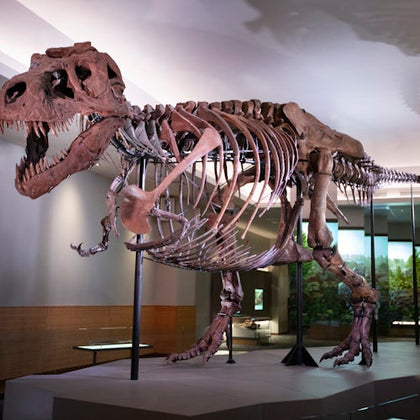 Field Museum 