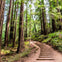 From San Francisco: Muir Woods & Sausalito Morning Tour