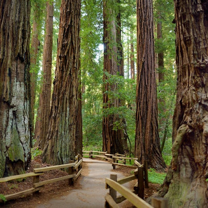 Full Day Wine & Woods Tour