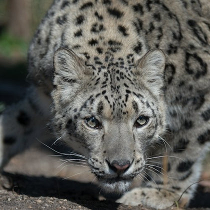 A snow leopard crouches, staring intently forward, with its spotted fur visible in a close-up shot.