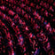 A packed theater audience seated in rows, illuminated by red lighting, facing a stage out of view.