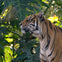 Taronga Zoo
