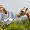 Taronga Zoo