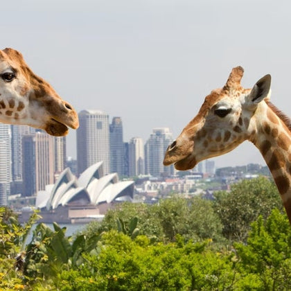 Taronga Zoo