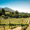 From San Francisco: Napa & Sonoma Valley Full Day Wine Tour