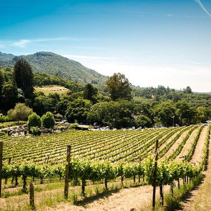 From San Francisco: Napa & Sonoma Valley Full Day Wine Tour