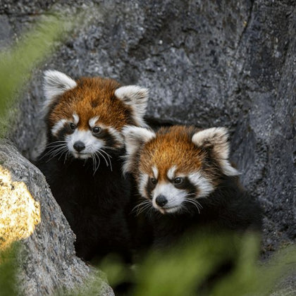 Two red panda cubs with reddish-brown fur and white facial markings sit close together on rocky terrain.