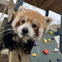 Franklin Park Zoo: Entry Ticket