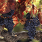 From San Francisco: Napa & Sonoma Valley Full Day Wine Tour