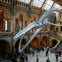 Interior of a museum's grand hall with a large blue whale skeleton suspended from the ceiling. Visitors walk below.