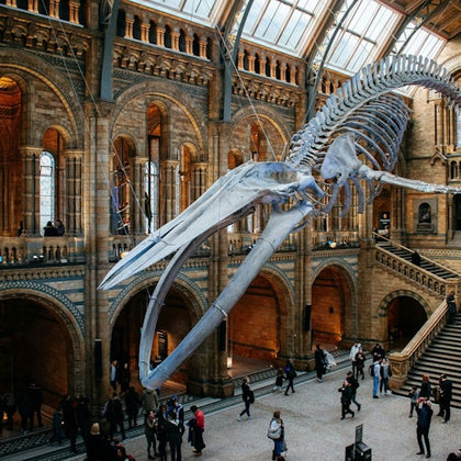 Interior of a museum's grand hall with a large blue whale skeleton suspended from the ceiling. Visitors walk below.