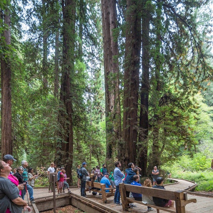 Muir Woods
