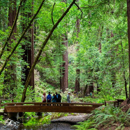 From San Francisco: Muir Woods & Sausalito Morning Tour