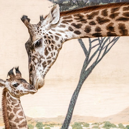 A mother giraffe nuzzling her calf against a backdrop of a painted savanna scene with trees and grassland.