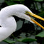 Wildlife