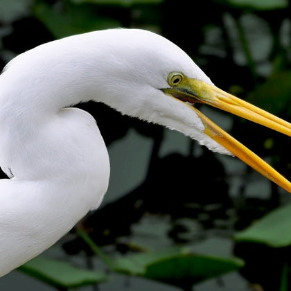 Wildlife