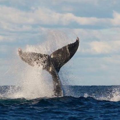 A whale's tail splashes water as it dives into the ocean under a partly cloudy sky.