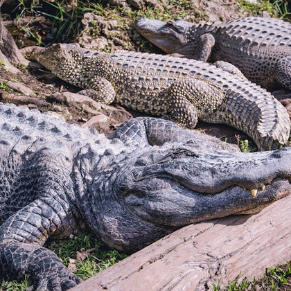 Alligators Tanning 