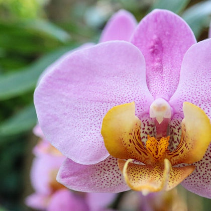 Close-up of a vibrant pink orchid with yellow and orange center details, set against a blurred green background.