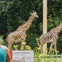 Franklin Park Zoo: Entry Ticket