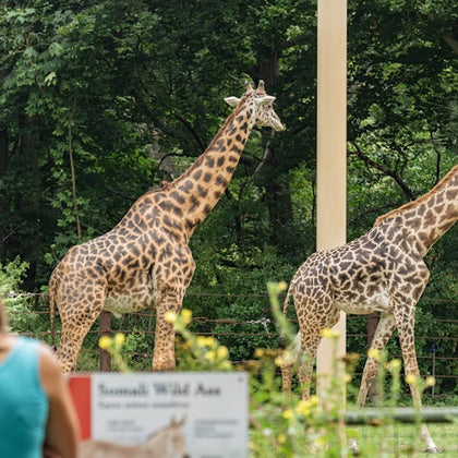 Franklin Park Zoo: Entry Ticket