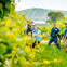 A group of people walking and talking among rows of green grapevines in a vineyard, with a hill visible in the background.