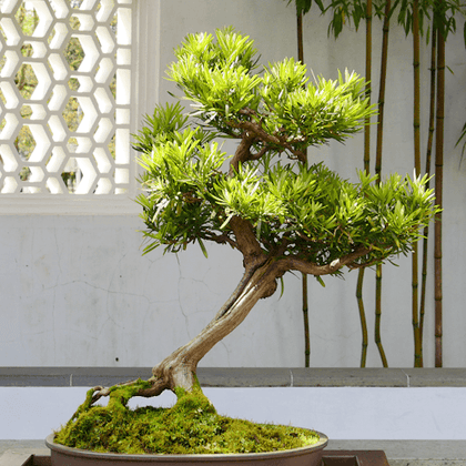 Dr. Sun Yat-Sen Chinese Garden: Entry Ticket + Guided Tour Option