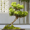 Dr. Sun Yat-Sen Chinese Garden: Entry Ticket + Guided Tour Option