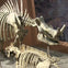 Triceratops skeleton displayed in a museum exhibit, showing detailed bones and a background mural of prehistoric life.
