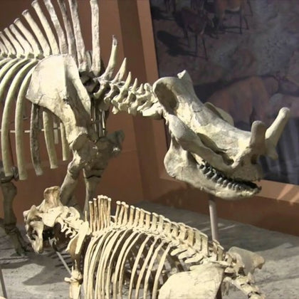 Triceratops skeleton displayed in a museum exhibit, showing detailed bones and a background mural of prehistoric life.