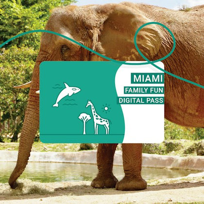 An elephant by a waterhole with a "Miami Family Fun Digital Pass" card overlay showing a dolphin and giraffes.