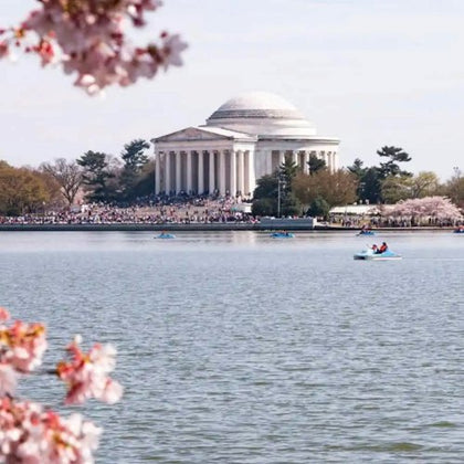 A neoclassical domed building across a body of water with cherry blossoms in the foreground and people in paddle boats.