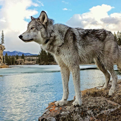 Yamnuska Wolfdog Sanctuary: Entry Ticket + Guided Tour