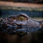 Everglades: Gator Nights 60-Minute Airboat Adventure