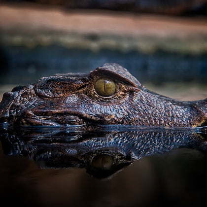 Everglades: Gator Nights 60-Minute Airboat Adventure