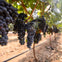 From San Francisco: Napa & Sonoma Valley Full Day Wine Tour