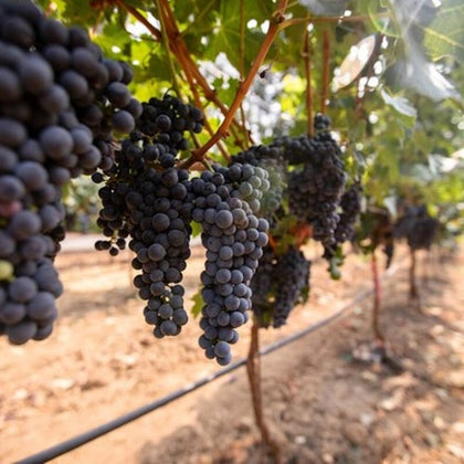 From San Francisco: Napa & Sonoma Valley Full Day Wine Tour