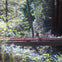 Muir Woods National Monument