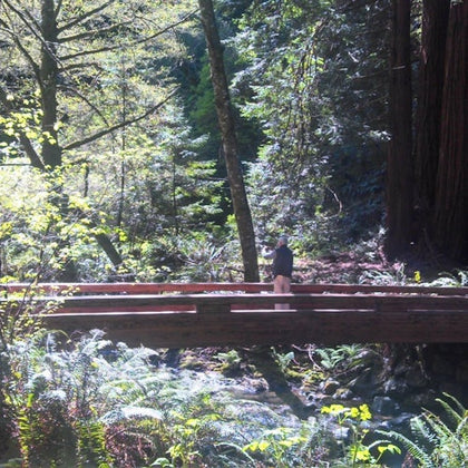 Muir Woods National Monument