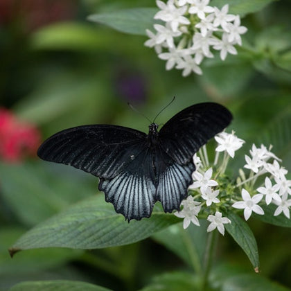 Cockrell Butterfly Center at the Houston Museum of Natural Science: Entry Ticket