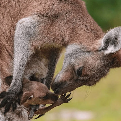 A kangaroo tending to a joey in its pouch, with a green blurred background.