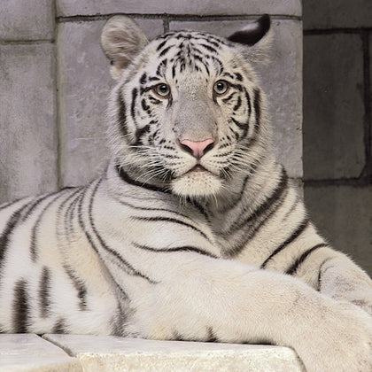 Downtown Aquarium Houston: Entry Ticket