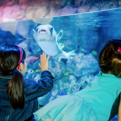 SEA LIFE Aquarium at American Dream: General Admission