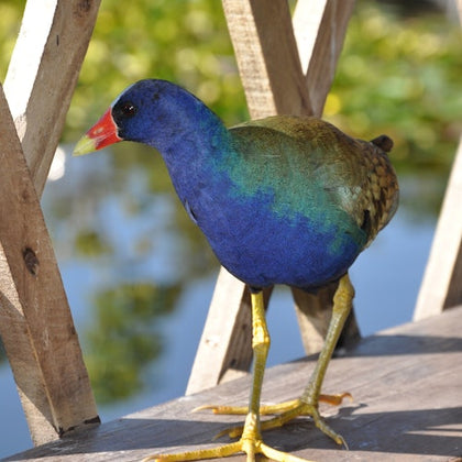 Local resident 