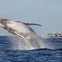 2.5hr Adventure Whale Watching Cruise