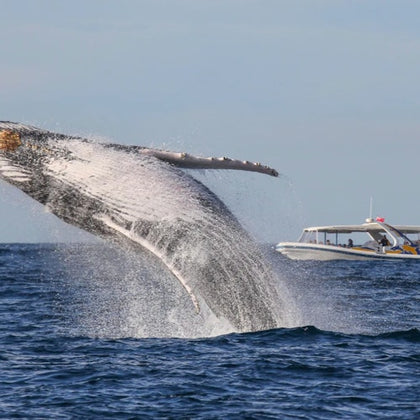 2.5hr Adventure Whale Watching Cruise