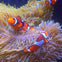 Two clownfish swimming among vibrant purple and yellow sea anemones.