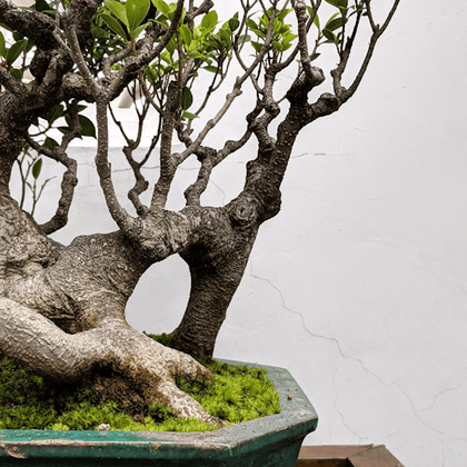 Dr. Sun Yat-Sen Chinese Garden: Entry Ticket + Guided Tour Option