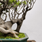 Dr. Sun Yat-Sen Chinese Garden: Entry Ticket + Guided Tour Option