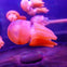 Pink jellyfish with textured bodies and tentacles swimming in an aquarium under purple lighting.